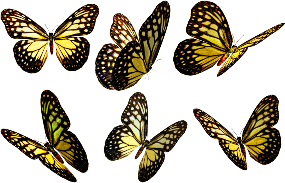 Butterflies Png - Yellow Butterfly Flying Png (1024x660), Png Download
