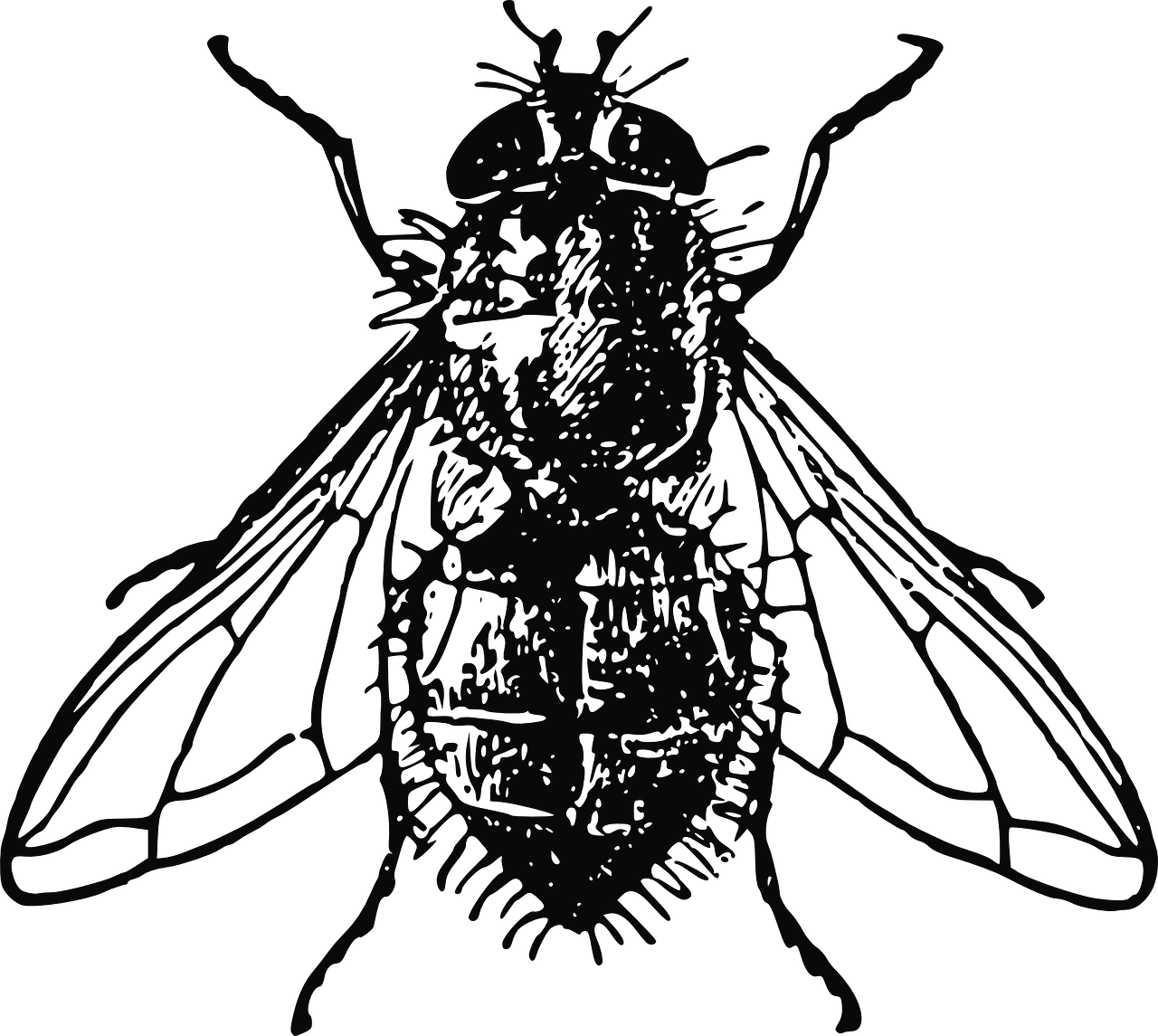 Fly Clip Art At Clker Com Vector Clip Art Online Royalty - House Fly Clipart (600x537), Png Download