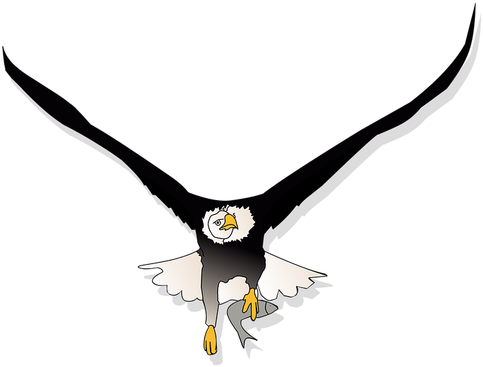 Bald Eagle Flying Png (720x720), Png Download