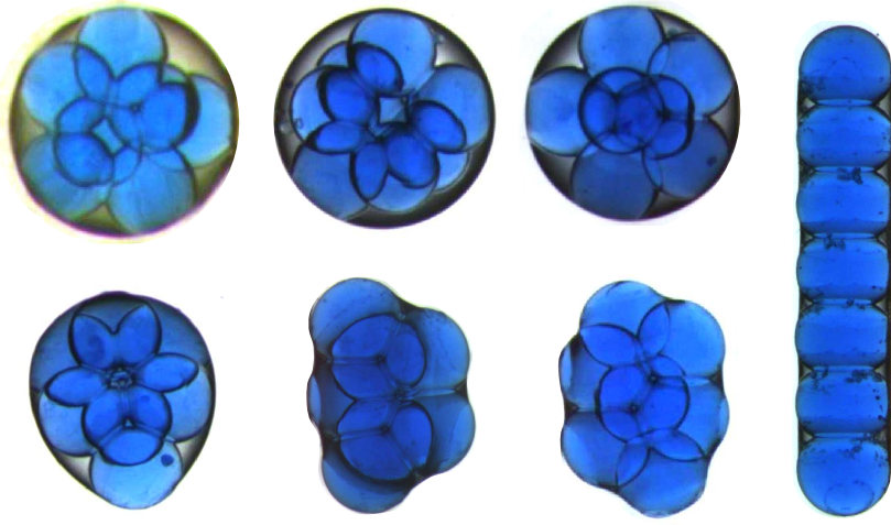 Seven Water Droplets Inside A Larger Oil Drop Can Form - Gota De Aceite Microscopio (809x477), Png Download