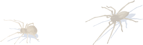 Human Skin Parasites - Small White Spider California (632x242), Png Download
