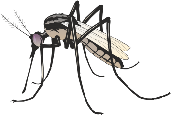 Commercial Use Flying Insects, Insect, Nature, Animal - Mosquito Art (360x360), Png Download