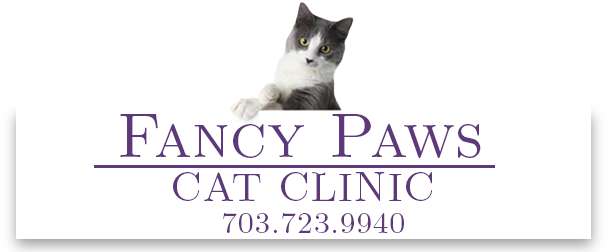 Zircon Running Cat Necklace Gift Idea Pca 04 (681x268), Png Download