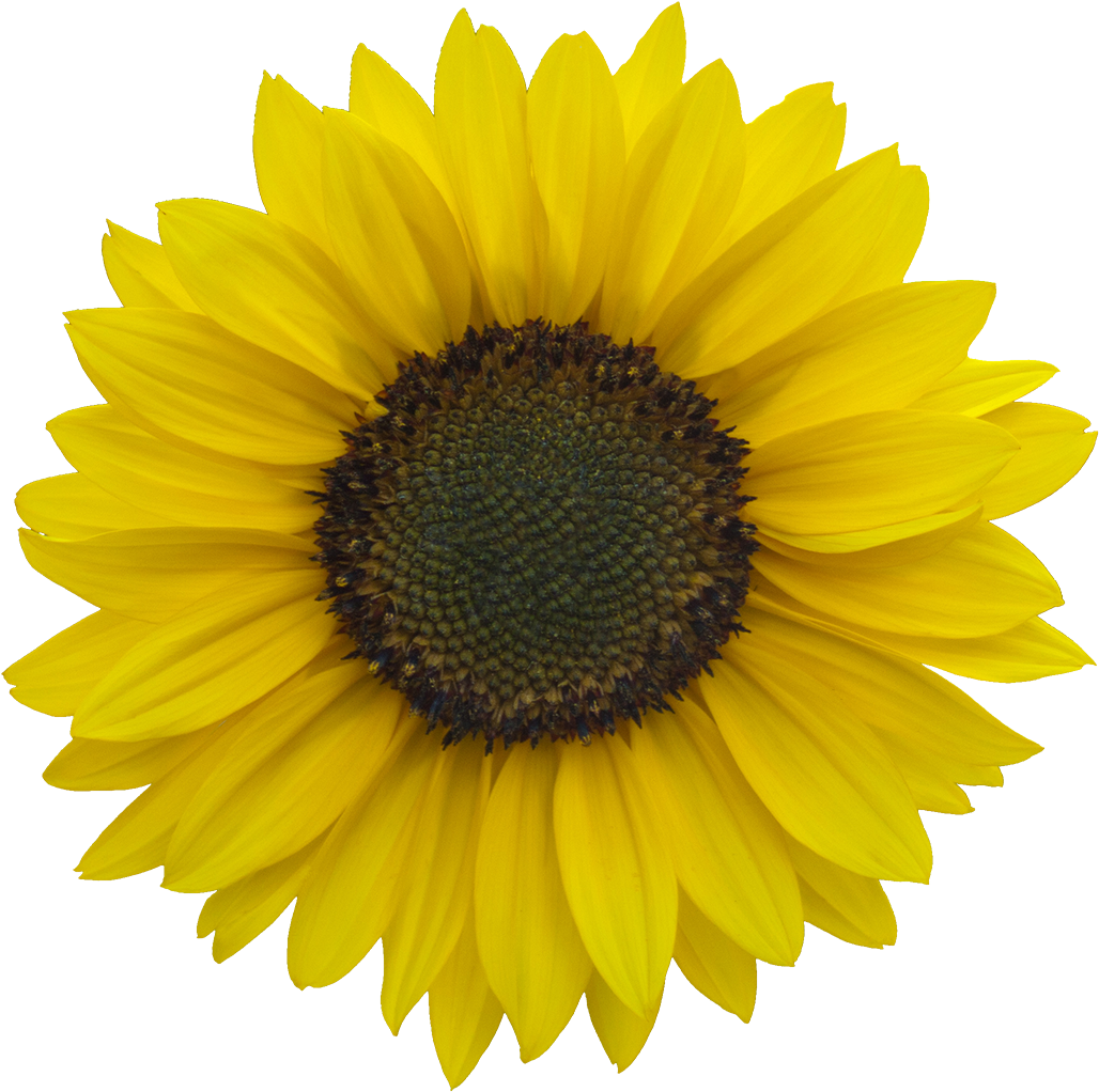 Vegetation Sunflower 03 - Sunflowers Png (1130x1089), Png Download