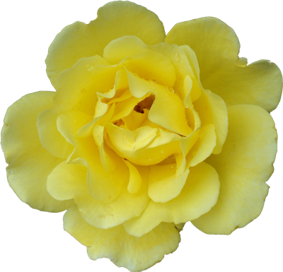 Flowers Textures - Adobe Photoshop (400x385), Png Download