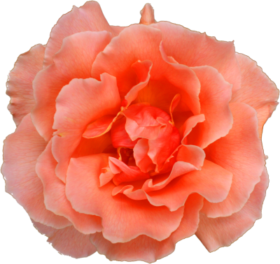 Mainpicture - Free Textures Photoshop Rose (400x378), Png Download