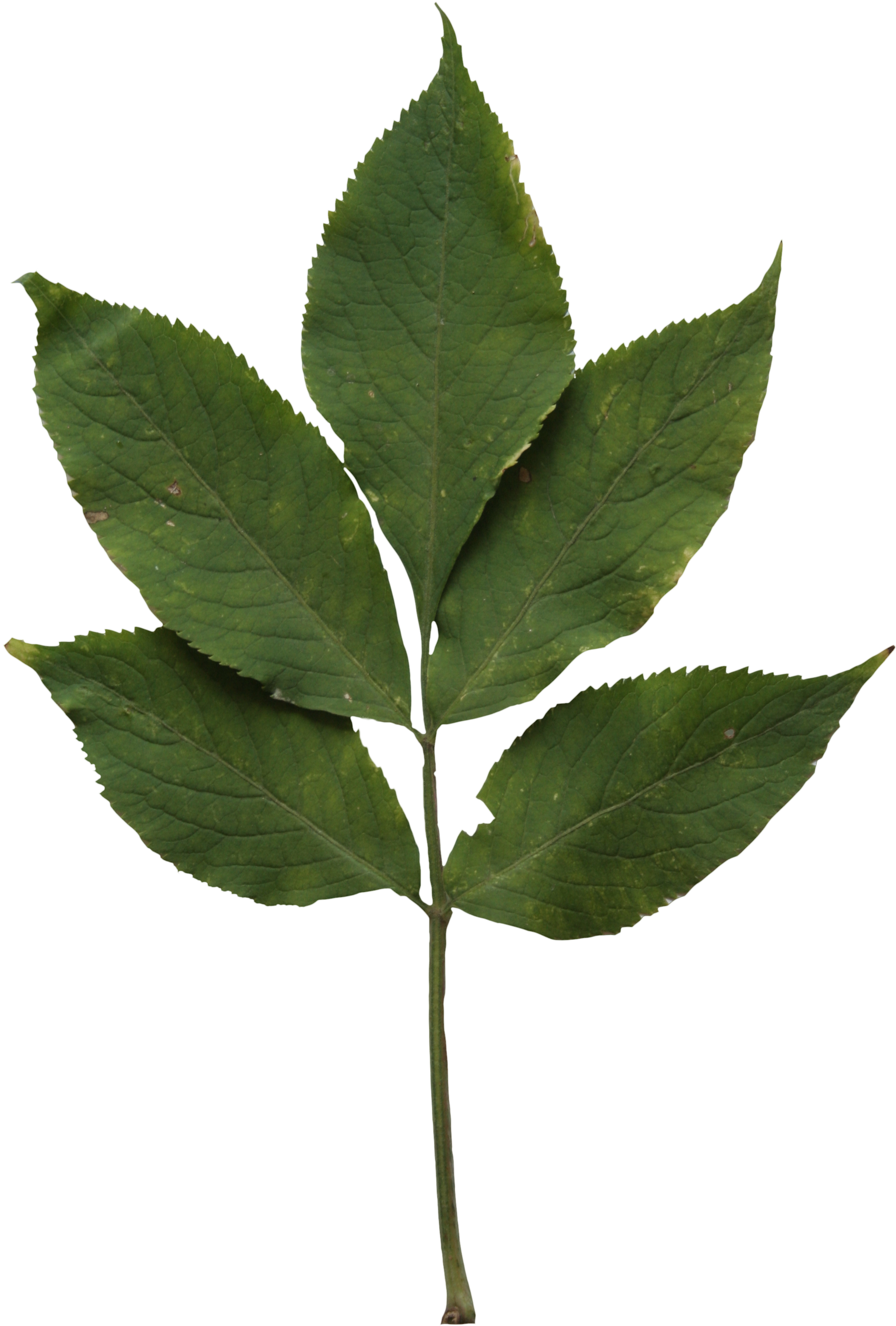 Elm Leaf Texture (2304x3456), Png Download