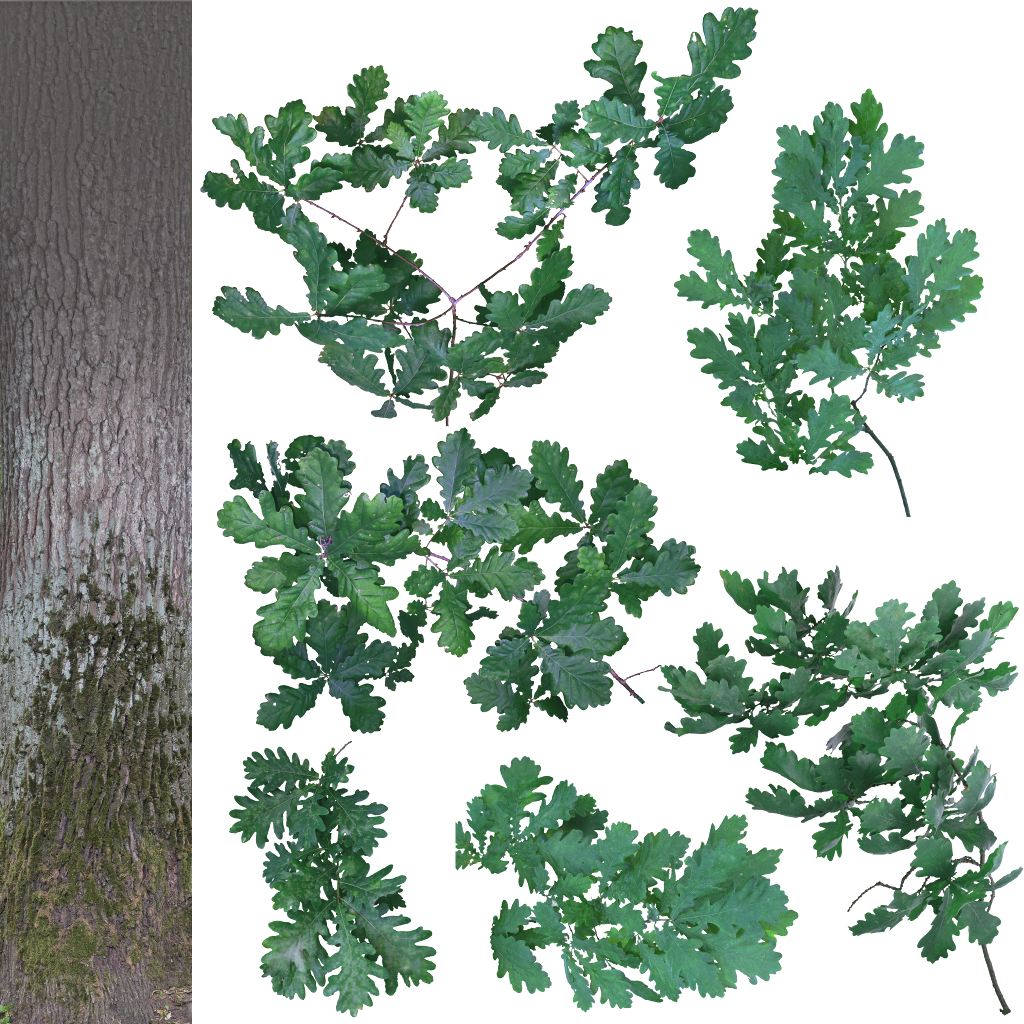 Quercus A 1024 - Oak Branch Cut Out (1024x1024), Png Download