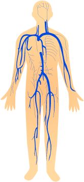 201405 Vein - Wikimedia Commons (400x400), Png Download