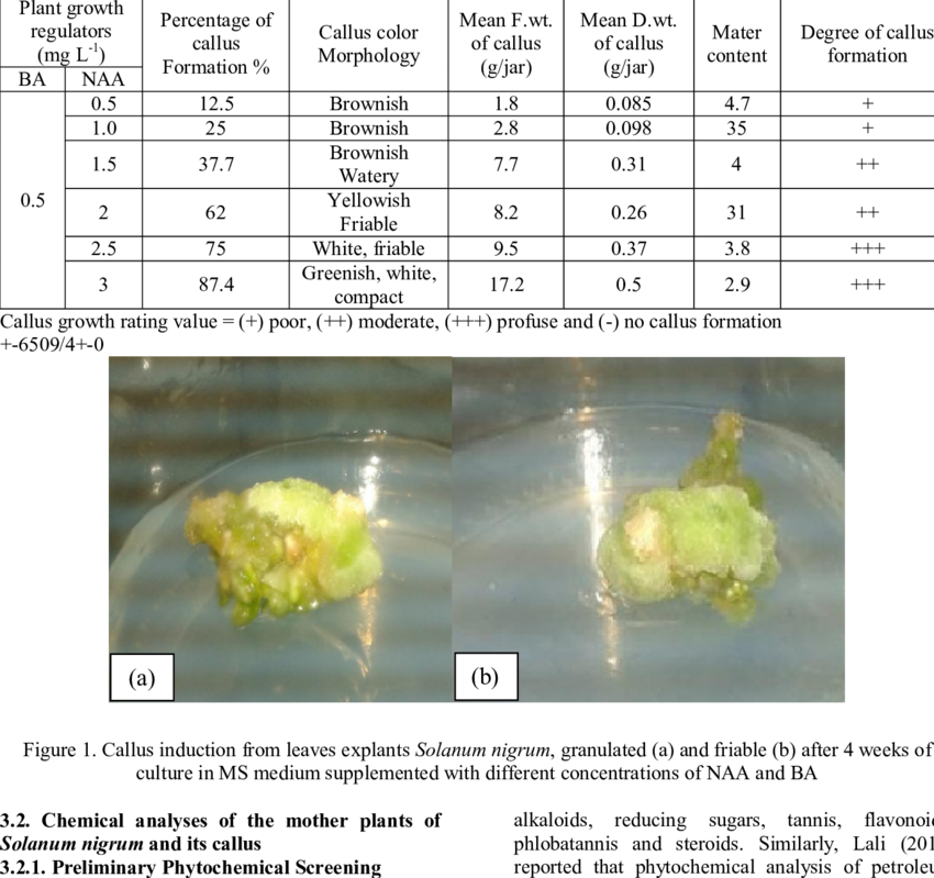 Callus Induction From The Leaf Explants Of Solanum - Explant Culture (850x799), Png Download