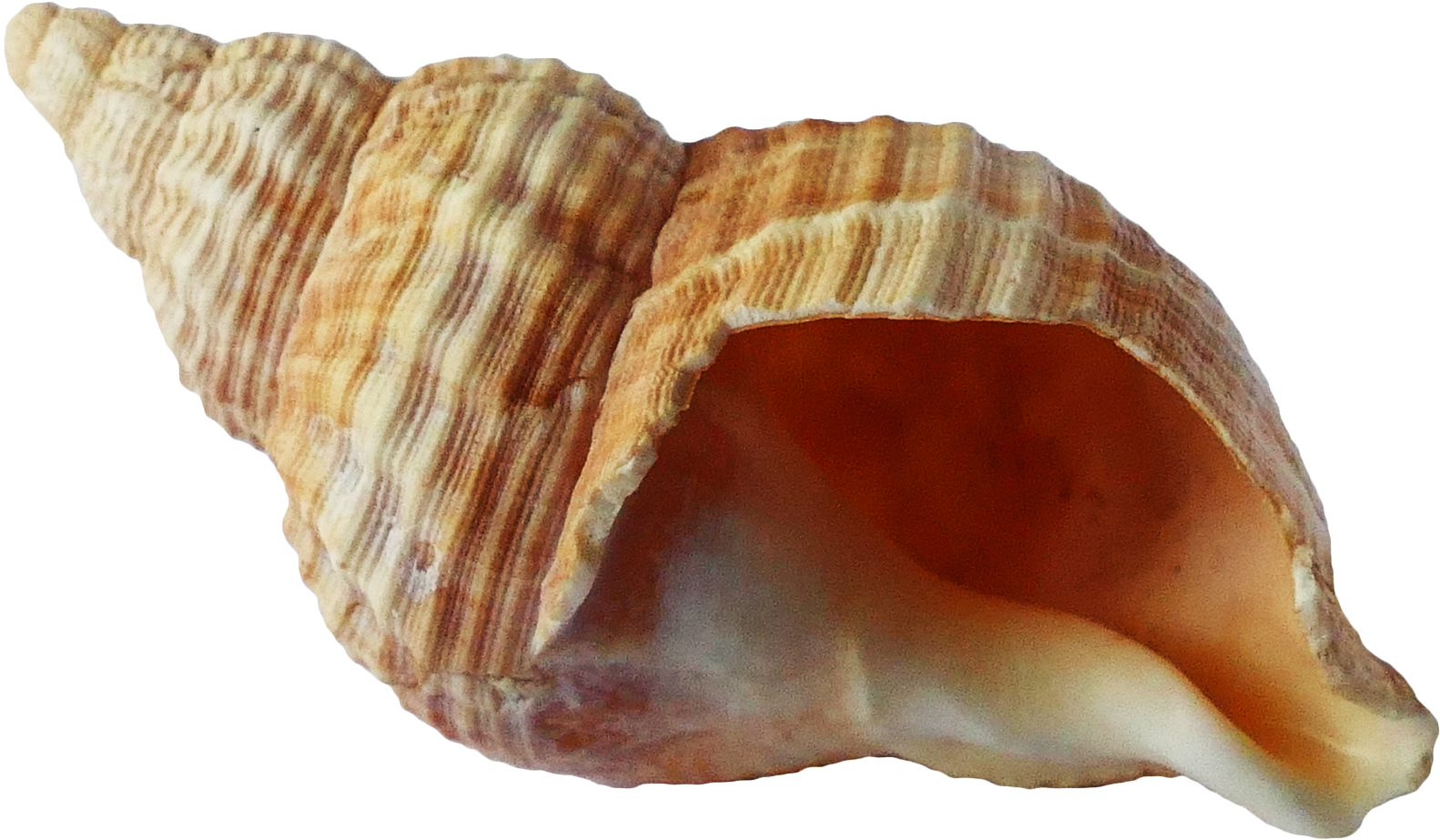 Free Png Sea Ocean Shell Png Images Transparent - Shell Png (850x528), Png Download