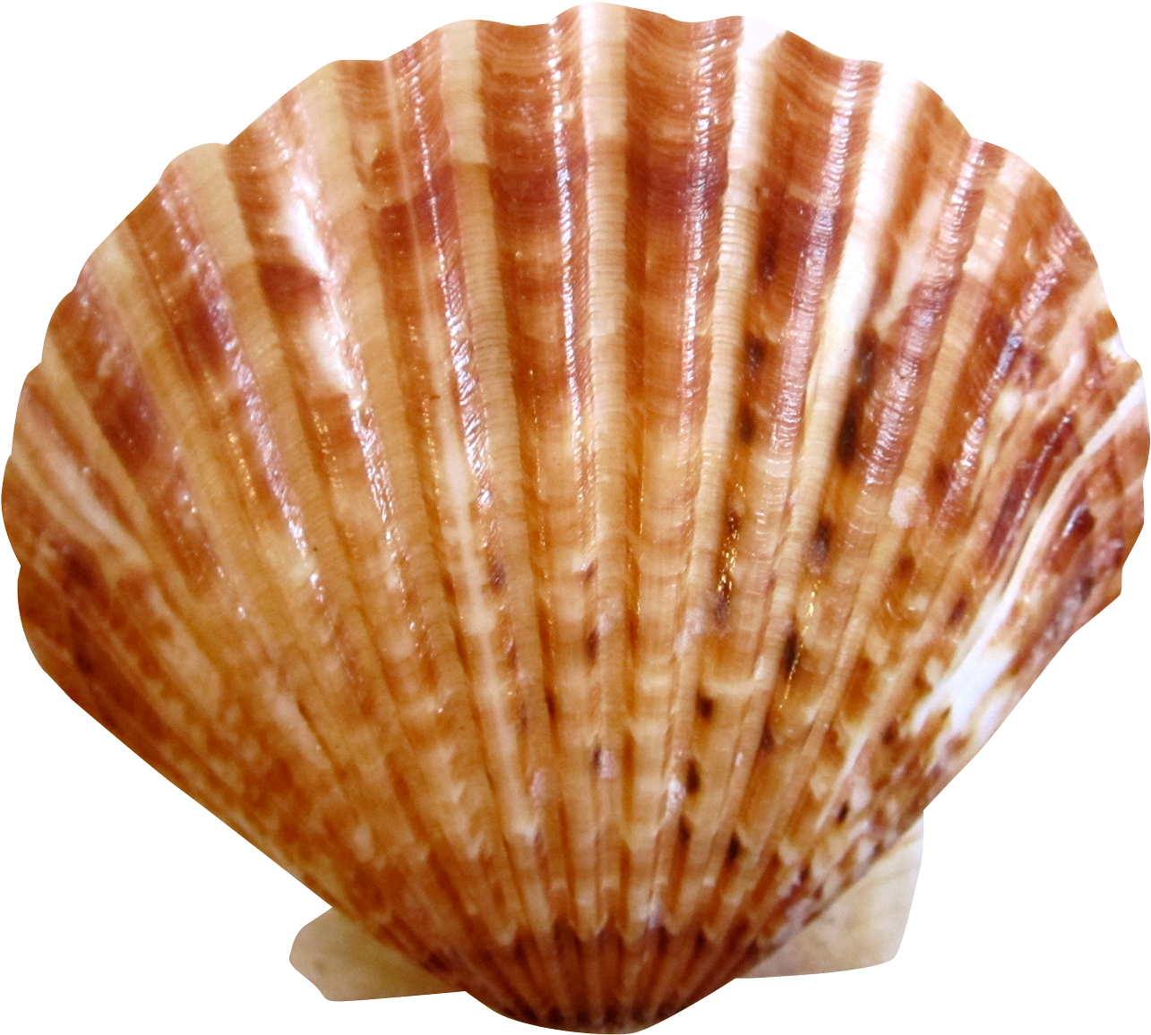 Sea Ocean Shell Png Image - Shell Png Transparent (1400x1243), Png Download