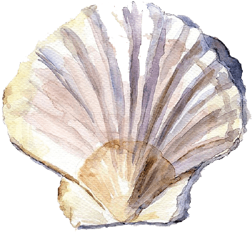 Shell Watercolor (513x513), Png Download