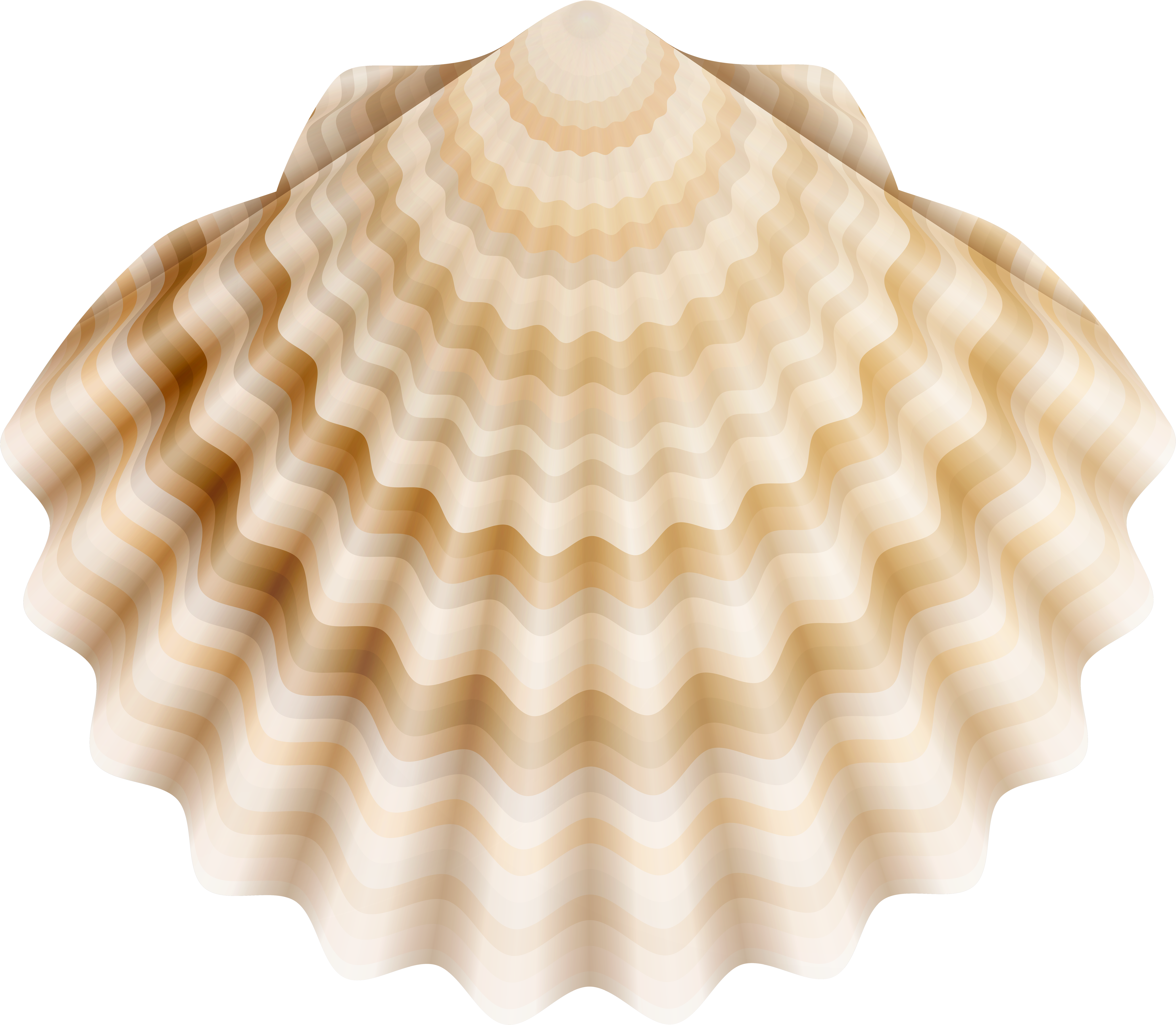 Realistic Shell Png Clip Art - Pectinidae (5000x4431), Png Download