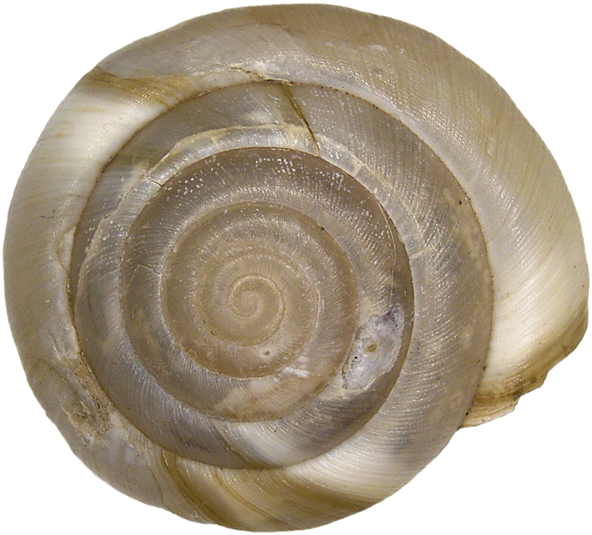 266 × 240 Pixels - Aegopis Verticillus (850x768), Png Download