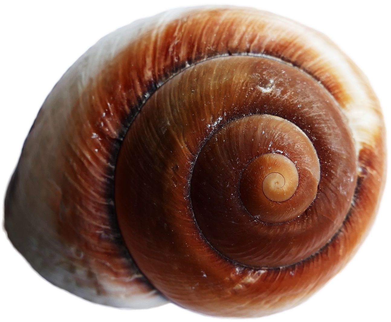 Sea Ocean Shell Png Image - Sea Shells Transparent Back Ground (1414x1202), Png Download