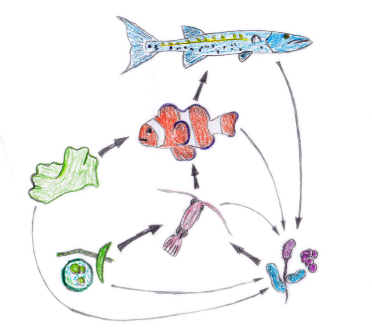 Food Web Nemo - Food Web From Nemo (747x681), Png Download