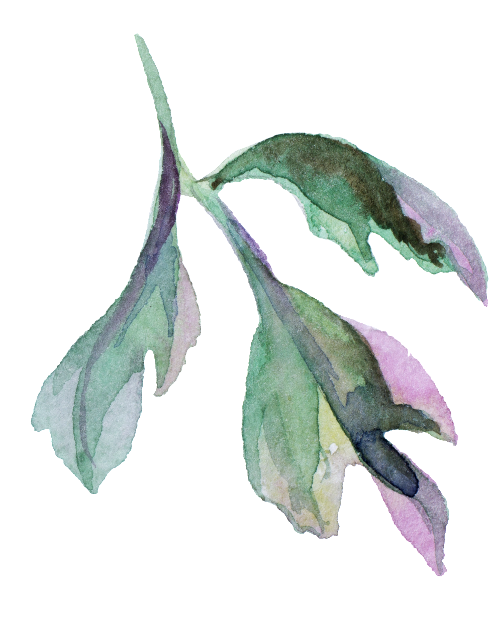 Watercolor Flower Leaf Cartoon Png Transparente - Foral Journal: Blank Notebook Diary Log [book] (1024x1284), Png Download