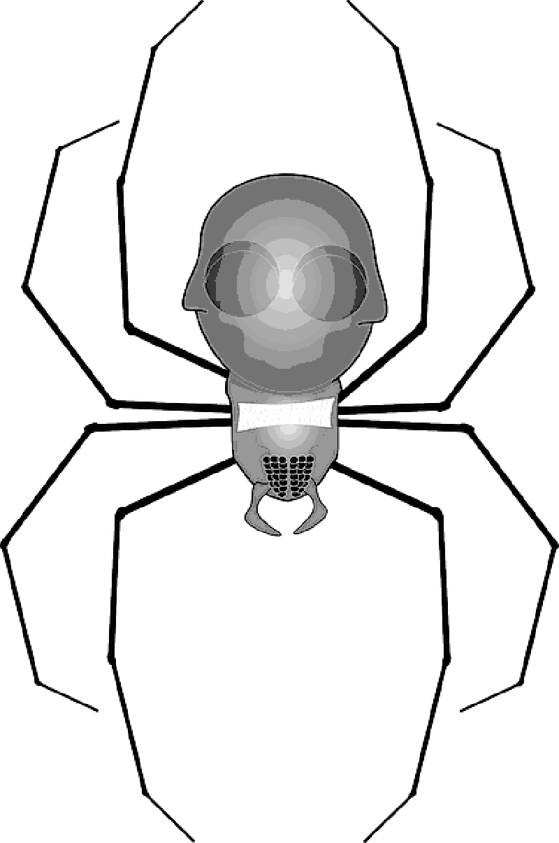 Mb Image/png - Spider Clip Art (800x1207), Png Download