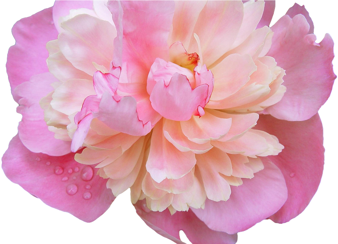 Tumblr Flower Crown Gallery Flower Wallpaper Hd - Pink Peony Transparent Background (1368x855), Png Download