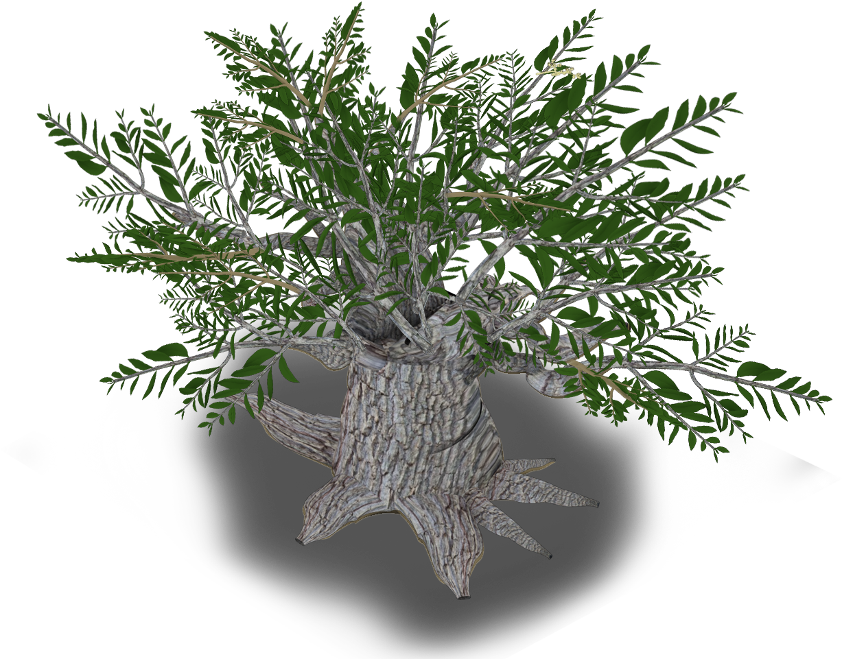 Olive Tree - Christmas Tree (1280x960), Png Download