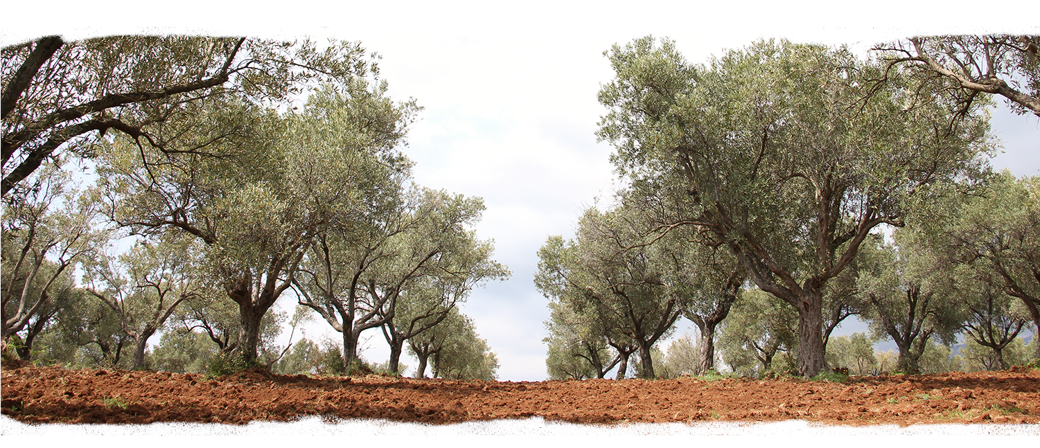 Olive Tree Adoptions - Olive (1500x837), Png Download
