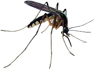 Mosquitoes - Ridpest - Zika Virus Mosquito Png (400x334), Png Download