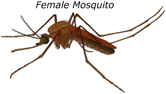Female Mosquito Malaria Bug Pest Wildlife - Male And Female Anopheles Mosquito (558x340), Png Download