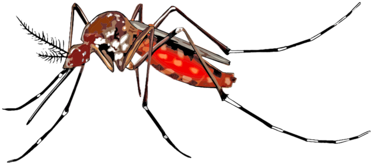 Mosquito-borne Disease Dengue Fever Wolbachia Insect - Mosquito Chikungunya (481x340), Png Download