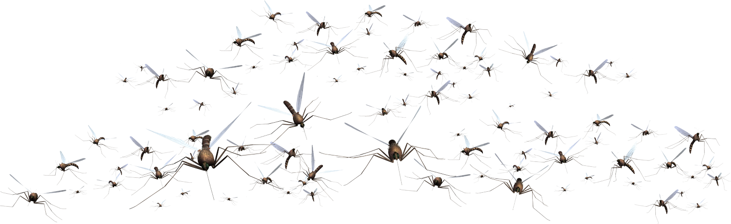 Mosquito (1467x451), Png Download