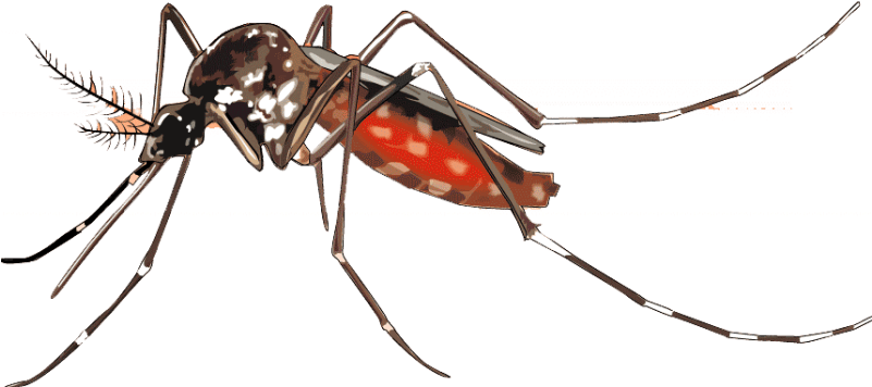 Mosquito Png Background Image - Mosquito Chikungunya (800x445), Png Download