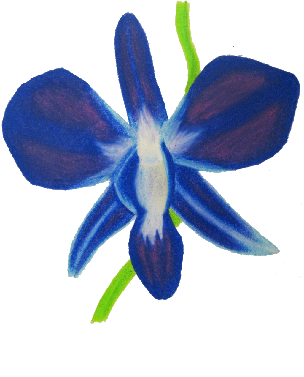 Eletragesi Blue Flower Drawing Images - Blue Orchids Drawing Png (1024x1365), Png Download