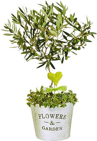 Symbol Of Peace - Miniature Mini Olive Trees (480x480), Png Download