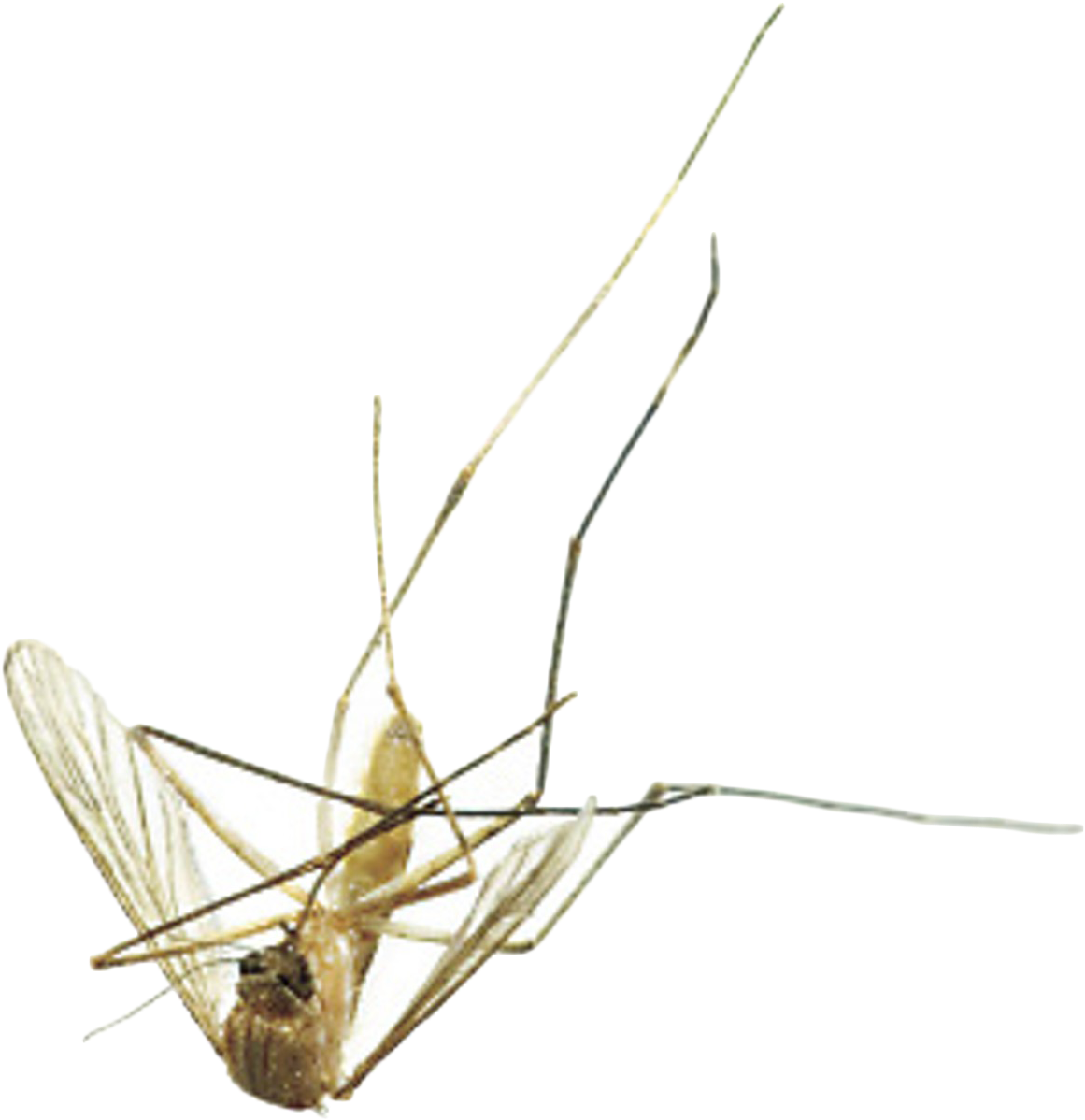 Mosquito (1280x1450), Png Download