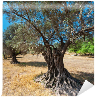 Olive Grove Resort (400x400), Png Download