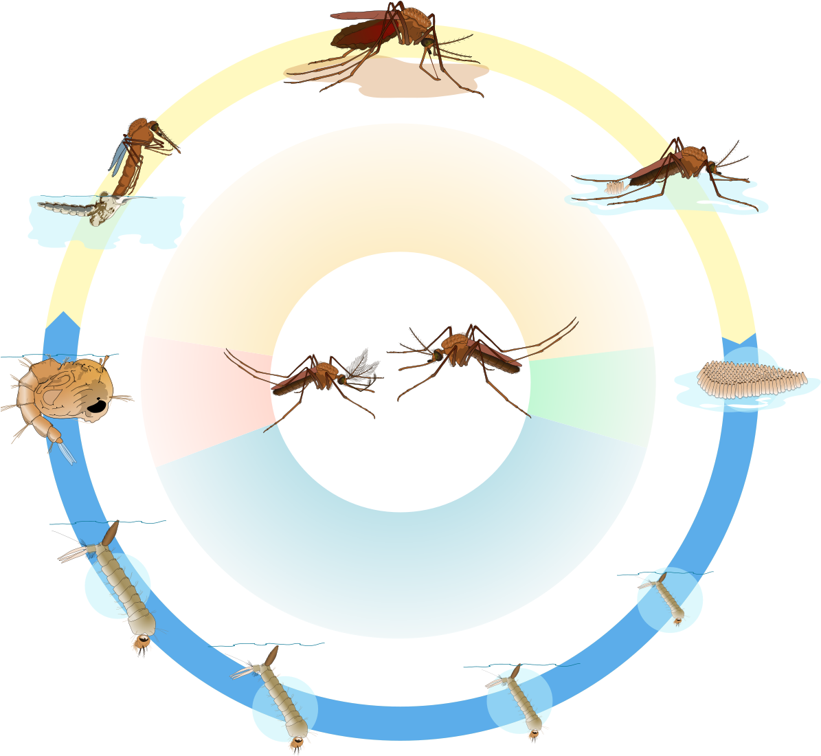 Culex Mosquito Life Cycle Nol Text - Life Cycle Of Culex Mosquito (1200x1110), Png Download