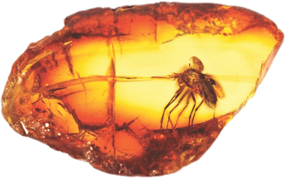 Amber With Large Mosquito Png - Amber On A Tree (616x403), Png Download