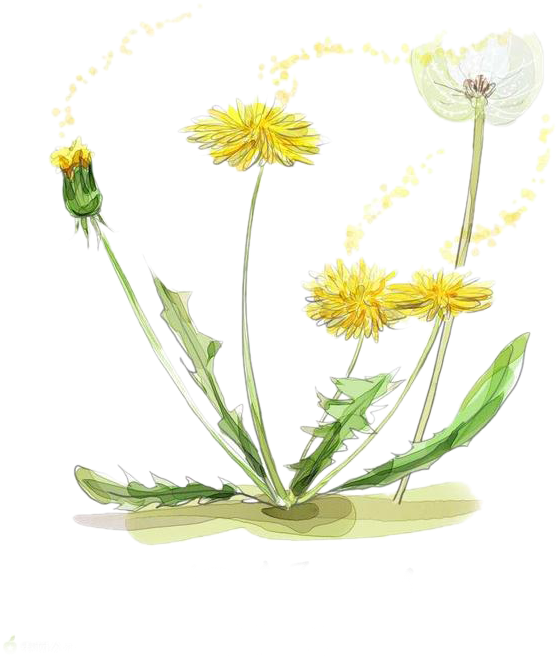 Vector Black And White Download Chamomile Drawing Watercolor - Watercolor Marigold Transparent (658x724), Png Download