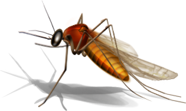 Mosquito Png Transparent Images - Office Com West Nile Virus (640x480), Png Download