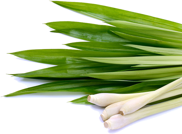 Lemongrass Png (600x600), Png Download