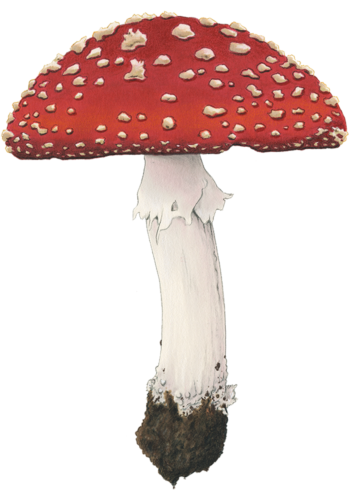 Fly Amanita - Fly Agaric (2048x2048), Png Download