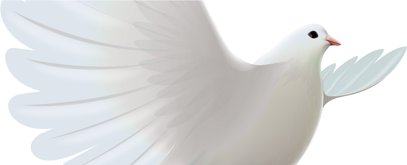 La Palomita, By José Iglesias De La Casa - Rock Dove (1440x540), Png Download