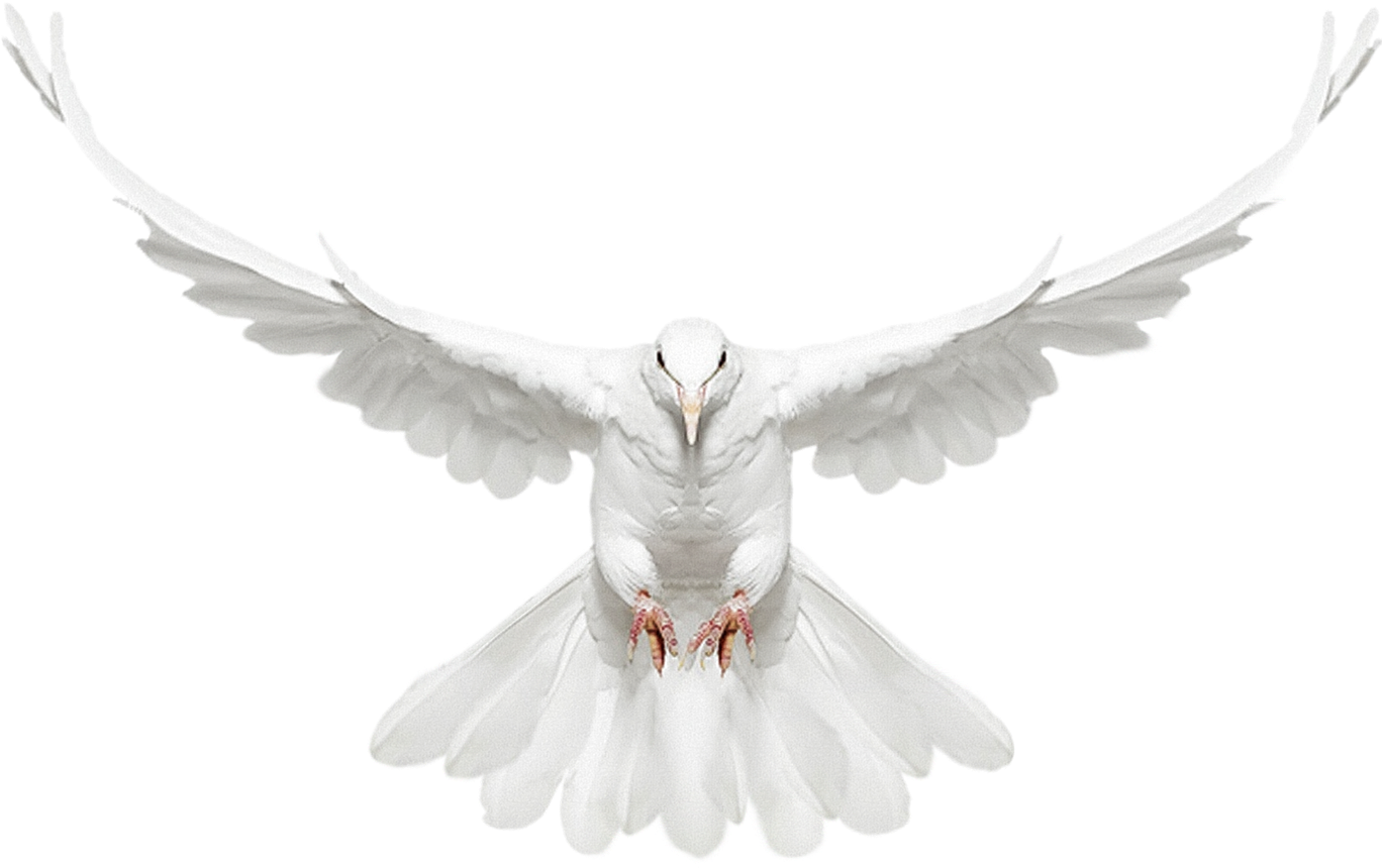 White Doves With Rings Png - Dove With Wings Spread (1543x1543), Png Download