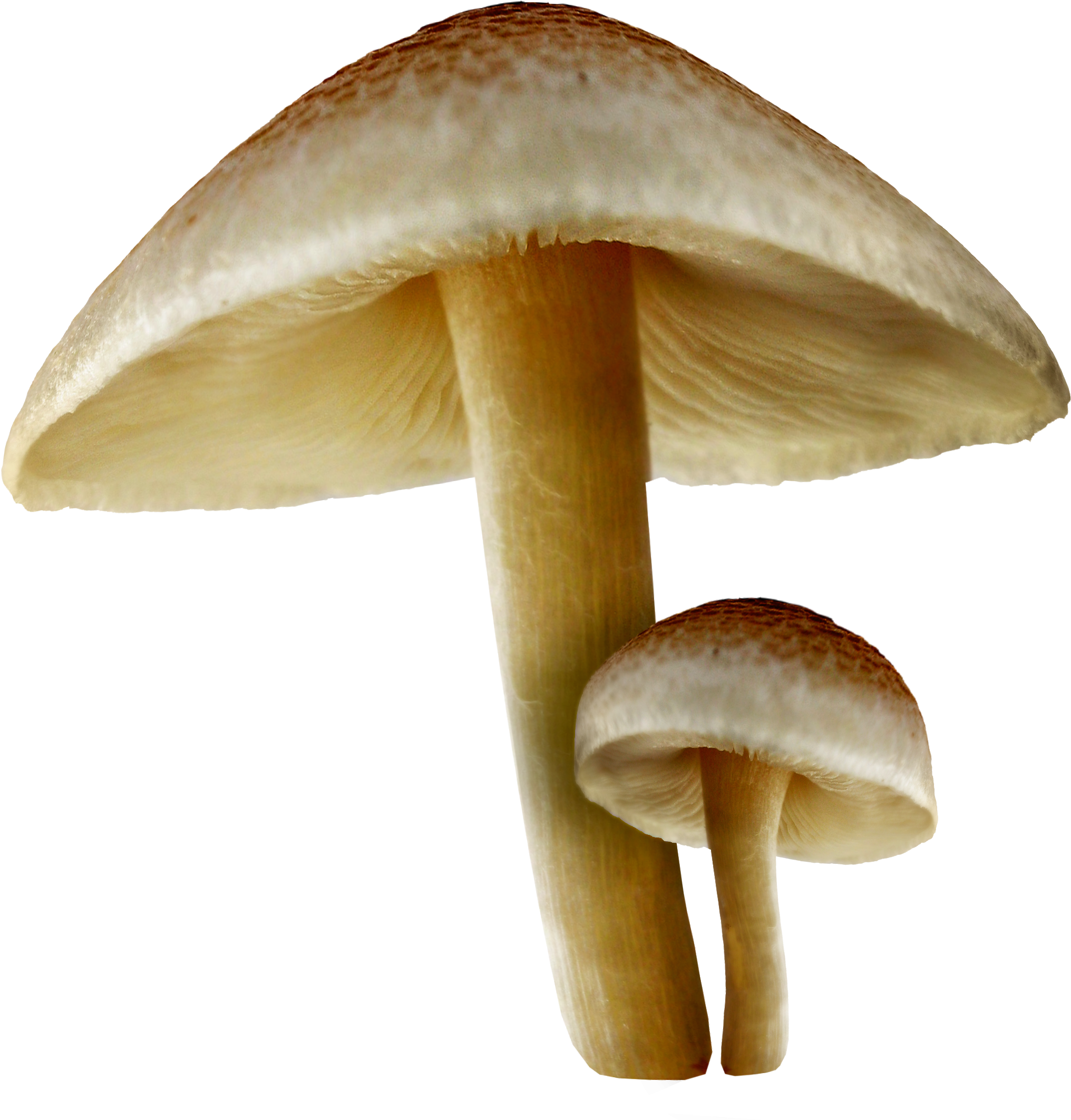 Mushroom Cutout (2164x2200), Png Download