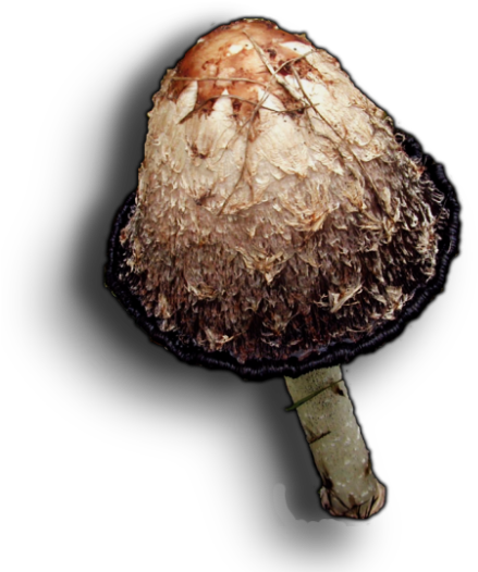 06 Feb 2009 - Shiitake (455x551), Png Download
