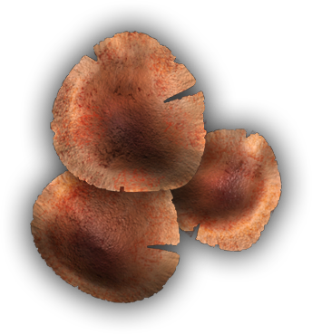 06 Feb 2009 - Wood Ear (344x369), Png Download
