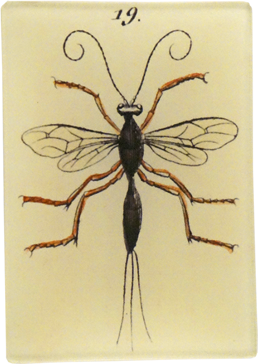 Bee (800x800), Png Download