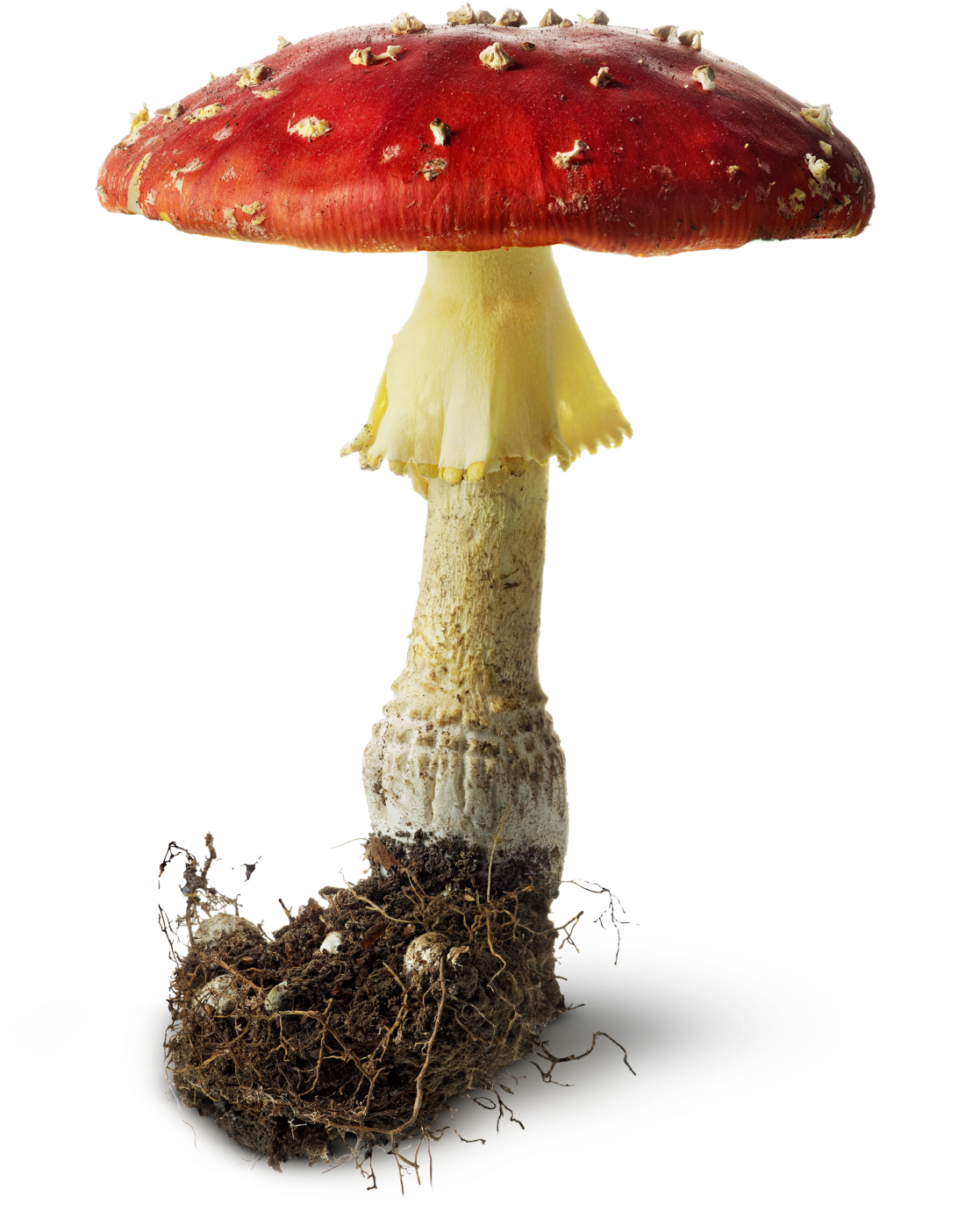 Free Icons Png - Mushroom (1440x1440), Png Download