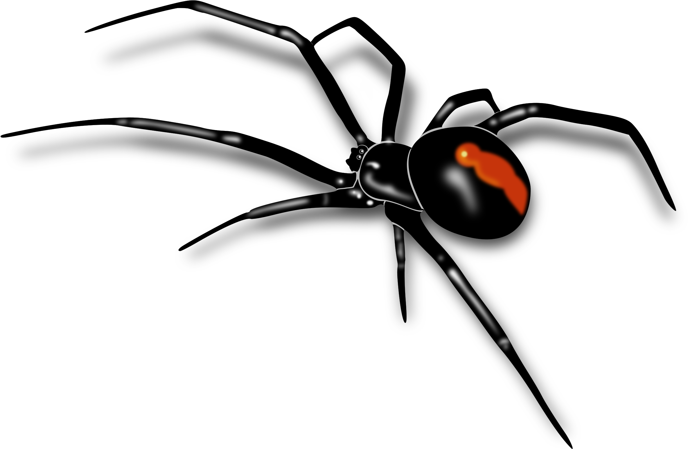 Mosquito Clipart Spider Insect - Transparent Background Spider Png (2400x1569), Png Download