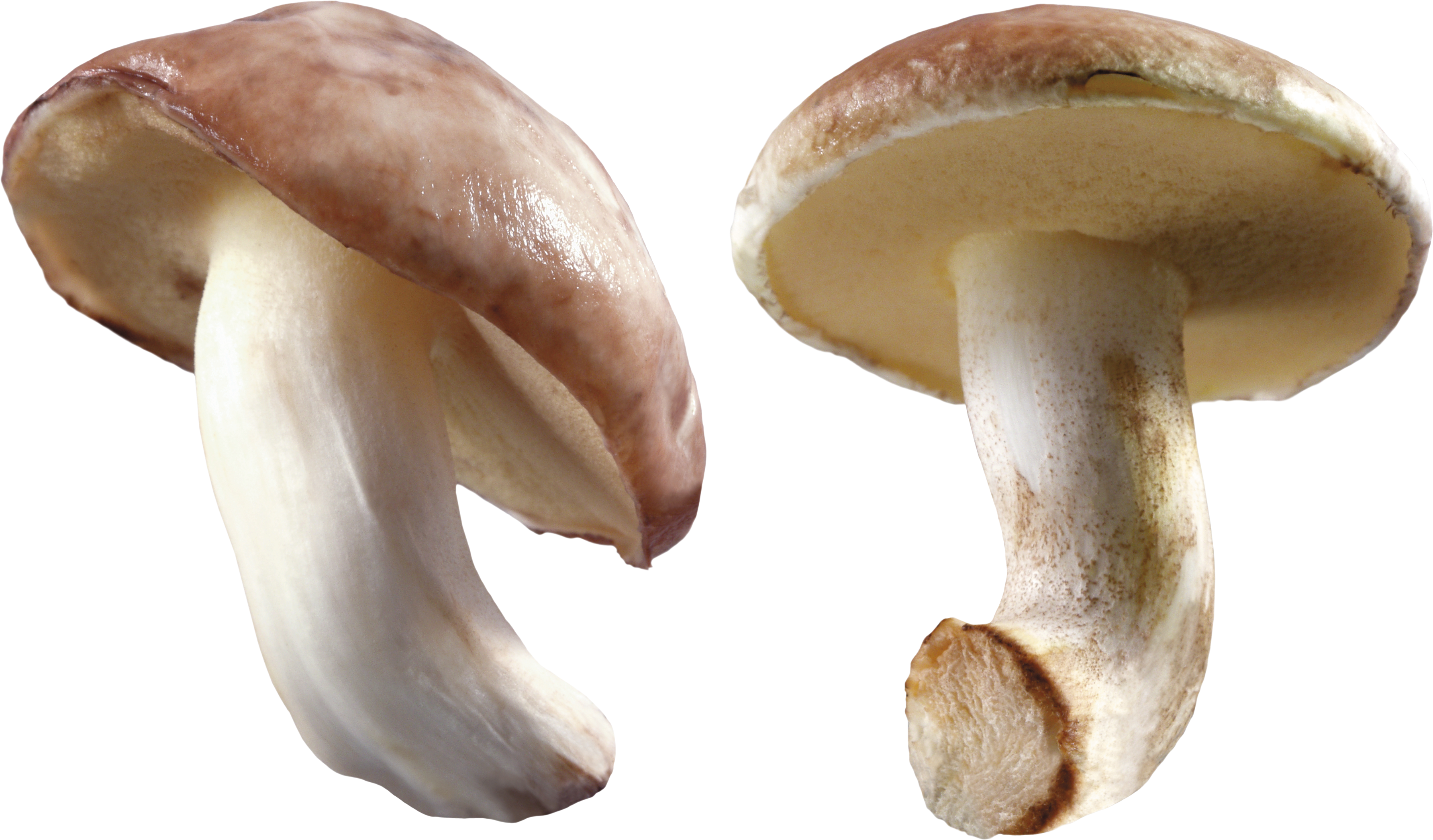 Mushroom Transparent Background (3568x2094), Png Download